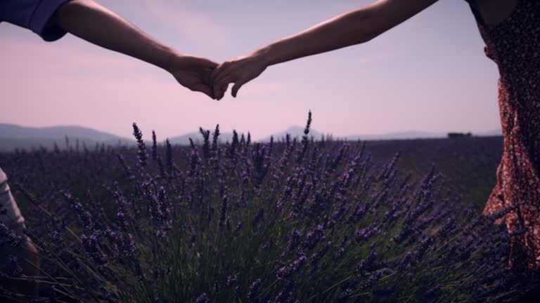 Slow motion couple holding hands,walking among lavender in field