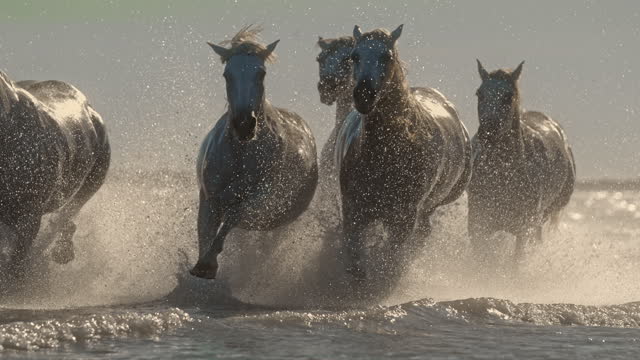 Slow motion white horses running and splashing in sunny ocean water