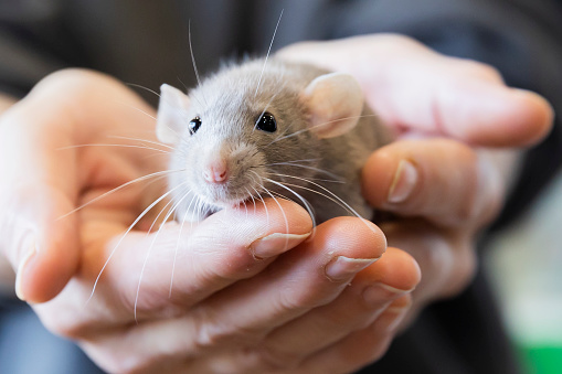A domesticated pet rat lovingly held in the palms of human hands.