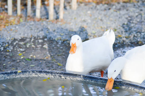 istock duck or ducks on the farm 1464891287