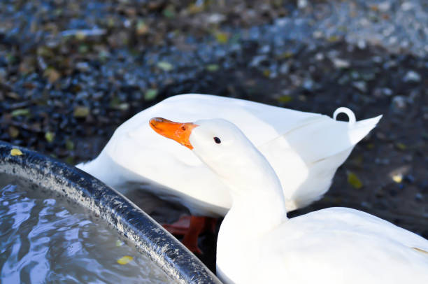 istock duck or ducks on the farm 1464891291