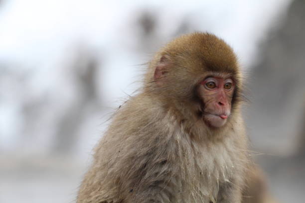 istock Snow monkey baby in Nagano, Japan 1464895328
