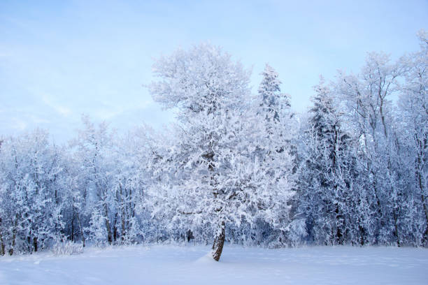 istock Winter scene from the forest, pine tree in the valley in snow. 1464895437