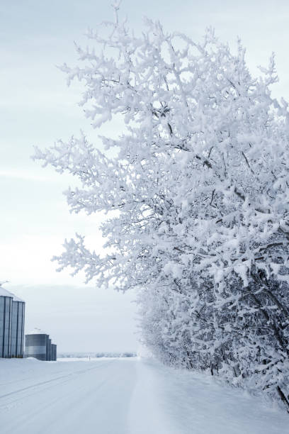 道路沿いのビンと雪の中の森の冬のシーン。 - prairie farm winter snow ストックフォトと画像