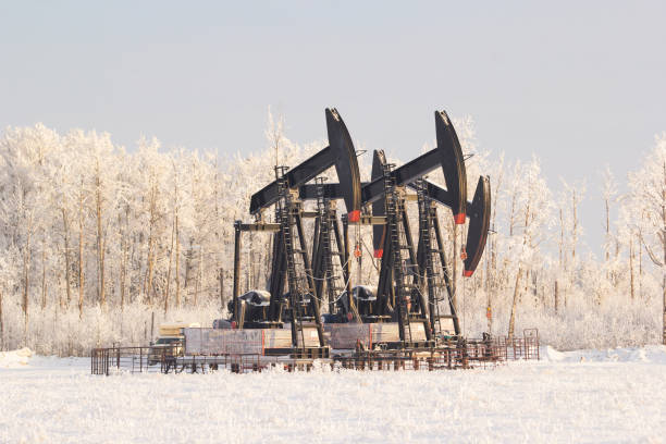 zucche nel campo invernale bianco tra gli alberi nella neve. - oil pump oil industry prairie field foto e immagini stock