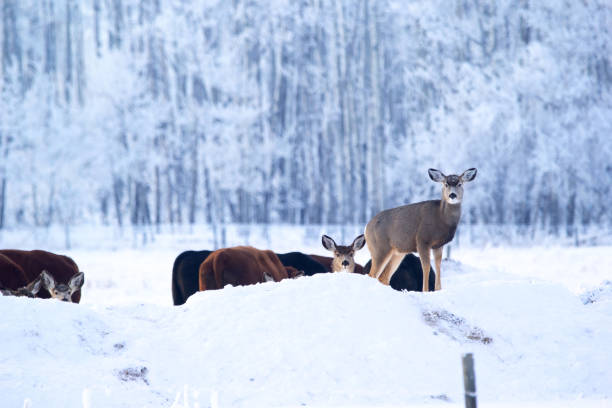 istock Wild deer in the cattle farm eating from cow feeder. 1464896668