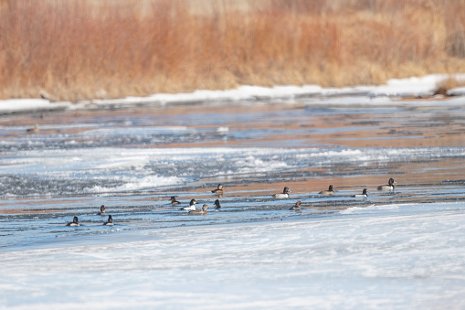 Flock of ducks, mostly Goldeneye on 11 mile ice covered stream near Lake George, Colorado, USA, North America