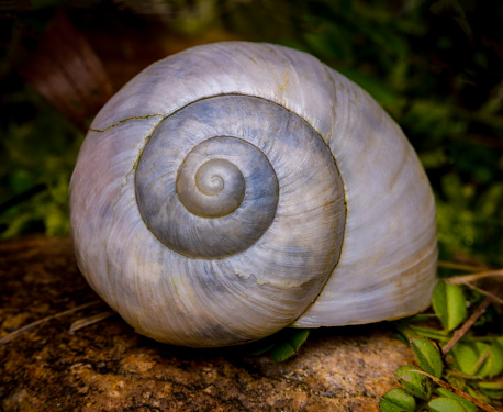 Close up on the shell of a snail. Selective focus, dark background