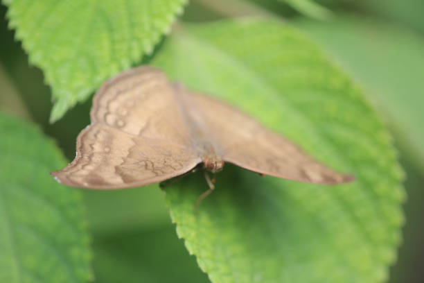 istock an wild insect , the nature concept image 1464899820