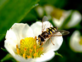 insect with the Latin name Syrphidae collects nectar