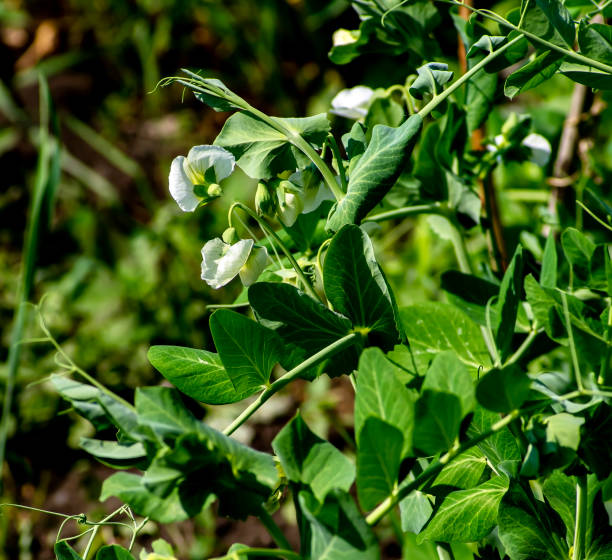 white fresh pea flowers in the garden on a blurred natural background