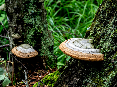 Tinder fungus (Fomes fomentarius) growing on a tree in the wild in a forest.