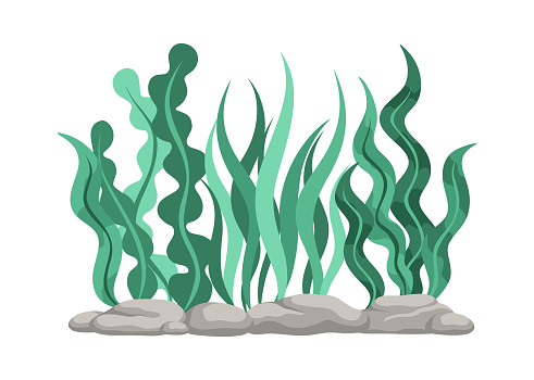 Underwater Organism Algae Seaweed Doodle Vector. Organic Water Plant Illustration.