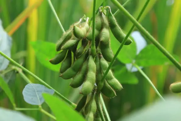 Photo of Soybean pods on soybean plantation(Glycine max )