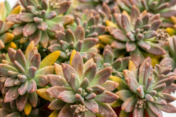 istock Graptosedum franchesco baldi succulents closeup 1464906698