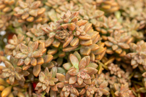 istock Closeup of a graptosedum succulents 1464906906