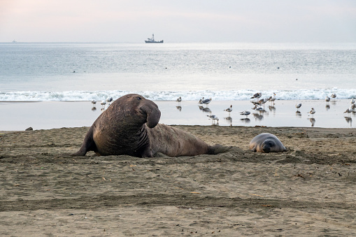Male Northern Elephant Seal looks at a female on Drakes Beach at Point Reyes National Seashore. Shows size comparison. Fishing boats in background.