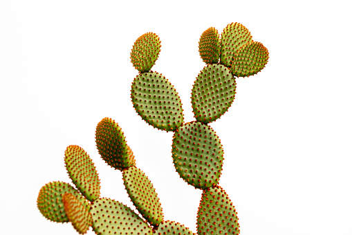 Orange bunny ears cactus isolated on white background