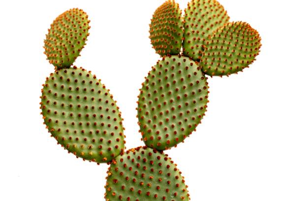 opuntia coniglietto orecchie cactus colore arancione isolato su sfondo bianco - prickly pear pad foto e immagini stock