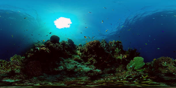 Coral reef and tropical fish. Philippines. 360-Degree view.