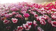 istock Tulips in the garden 1464908049