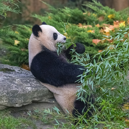 A giant panda eating bamboo in the grass, portrait in autumn