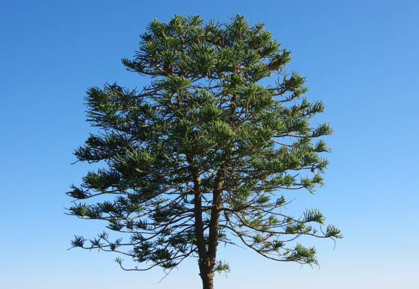 Young Norfolk Island Pine Young Norfolk Island Pine Araucaria heterophylla with an upper split dual trunk araucaria heterophylla stock pictures, royalty-free photos & images