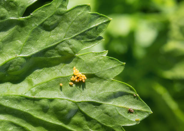 Ladybug egg cluster on celery leaf with defocused foliage. Group of yellow oval-shaped eggs. Known as ladybird, lady beetle, lady clock and lady fly. Beneficial insect for gardens. Selective focus. seven spot ladybird stock pictures, royalty-free photos & images