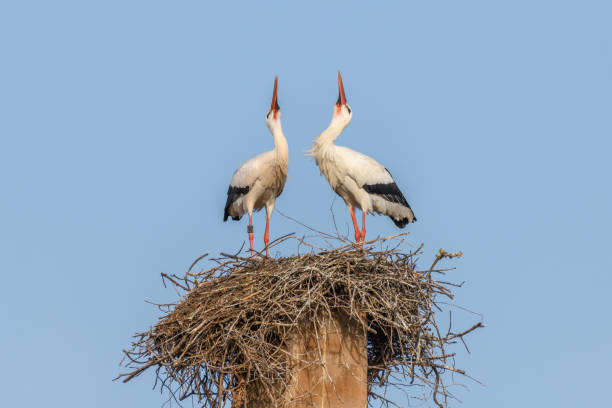 istock White stork in courtship period in early spring 1464914915