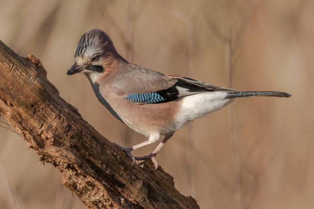 istock Eurasian Jay (Garrulus glandarius) perched on a branch in the forest in winter. 1464914945
