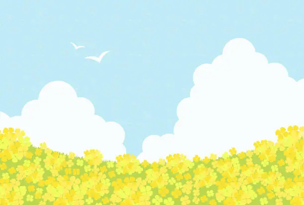 Vector illustration of vector background with canola flower field on sky for banners, cards, flyers, social media wallpapers, etc.