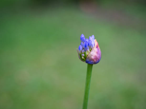 A single close-up bright purple colored Agapanthus bud, with some of its petals bursting out from its dried purple-yellow sack against a blurred background.