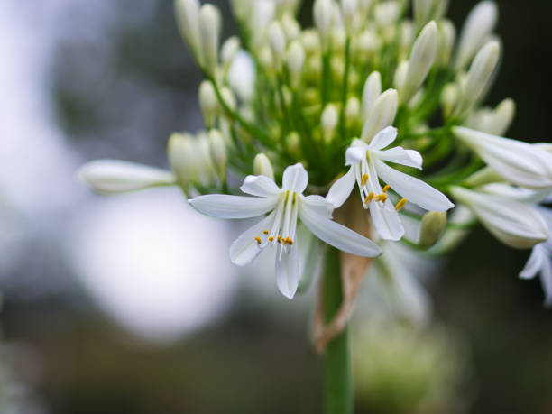 istock White Agapanthus Flower 1464923555