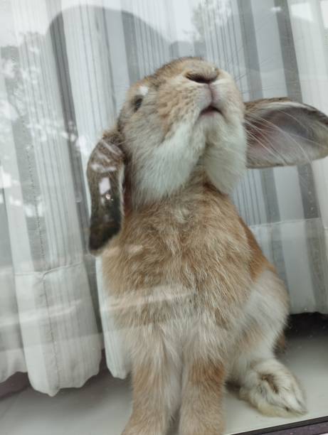 istock Cute rabbit standing on white background carpet. Rabbit  Bunny. Bunny on white background. holland lop 1464924512