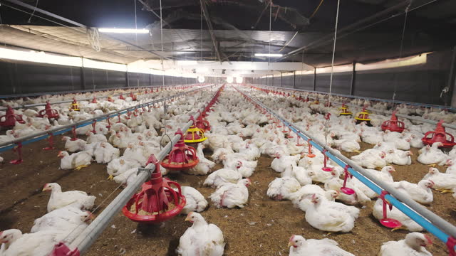 Factory farming of chickens in broiler houses at a poultry farm