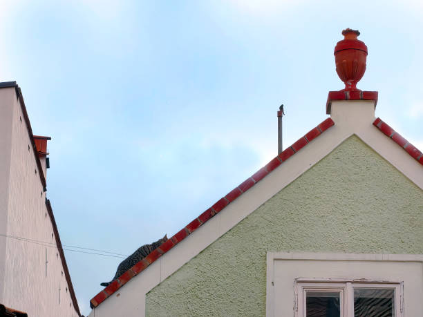 A black stripe cat is climbing, crouching, preparing to attack a bird on the building roof
