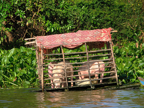 3 pigs in the floating wooden cage at the riverbank, cover the shelter with red local weaven mat, Cambodia, green water hyacinth in the background