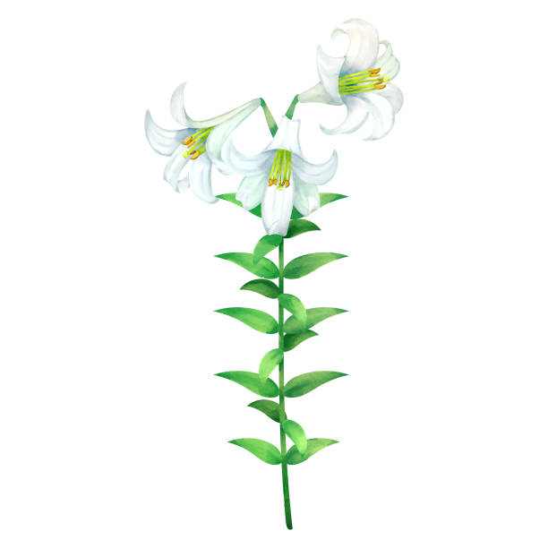 ilustraciones, imágenes clip art, dibujos animados e iconos de stock de lirios de pascua en plena floración - easter lily lily white backgrounds
