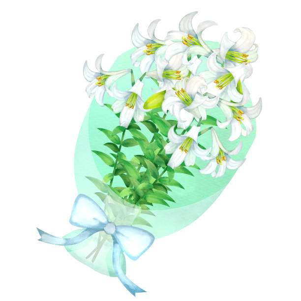 ilustraciones, imágenes clip art, dibujos animados e iconos de stock de ramo de lirios de pascua - easter lily lily white backgrounds