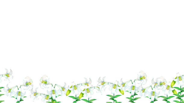 ilustraciones, imágenes clip art, dibujos animados e iconos de stock de material de ilustración de fondo de lirio de pascua - easter lily lily white backgrounds