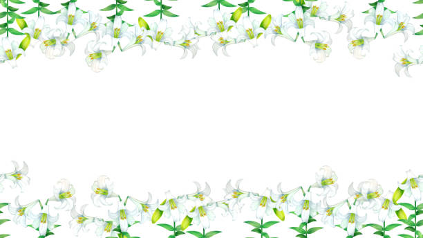 ilustrações de stock, clip art, desenhos animados e ícones de easter lily background illustration material - easter lily lily white backgrounds