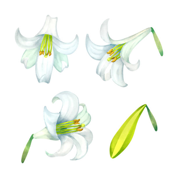 ilustraciones, imágenes clip art, dibujos animados e iconos de stock de cabezas de flores de lirio de pascua y un capullo - easter lily lily white backgrounds