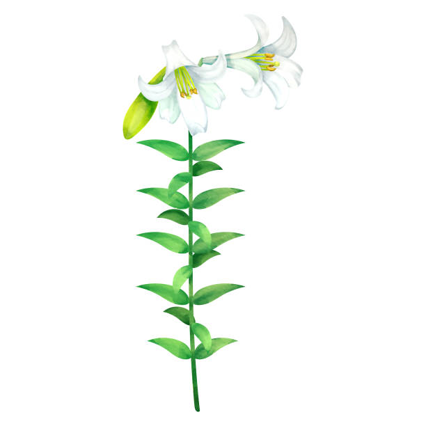 ilustraciones, imágenes clip art, dibujos animados e iconos de stock de lirio de pascua con brotes - easter lily lily white backgrounds