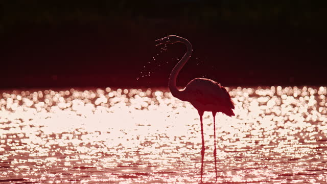 Slow motion pink flamingo splashing water from head in lake