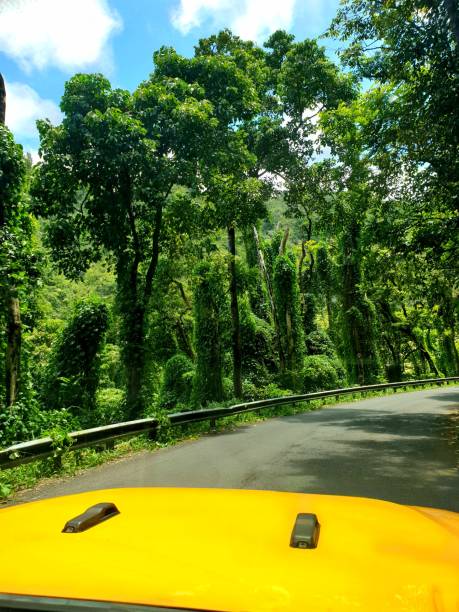 Road to Hana Bamboo green along road to hana hana coast stock pictures, royalty-free photos & images