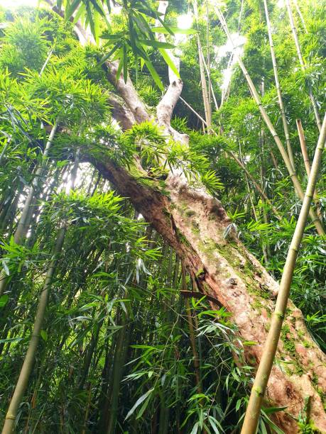 Road to Hana Greens Big tree fallen in bamboo forest hana coast stock pictures, royalty-free photos & images