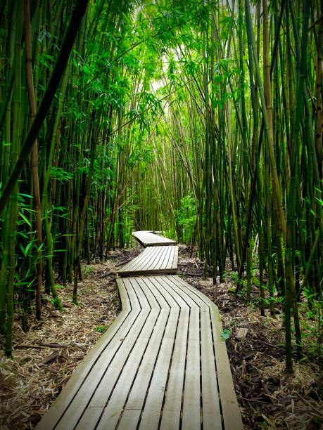 Road to Hana Bamboo forest Way through bamboo forest hana coast stock pictures, royalty-free photos & images