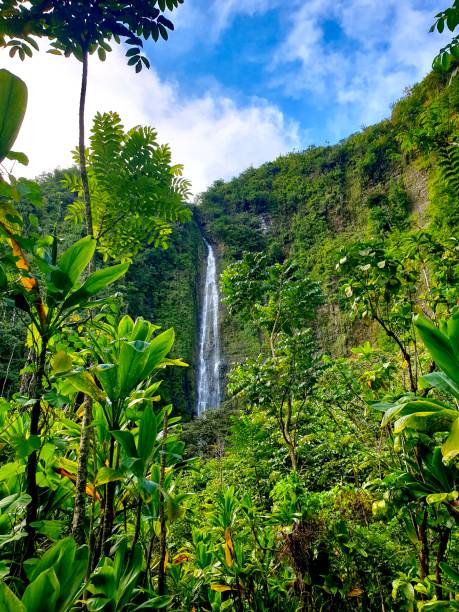 istock Road to Hana Pipiwai Trail Waterfall 1464932892