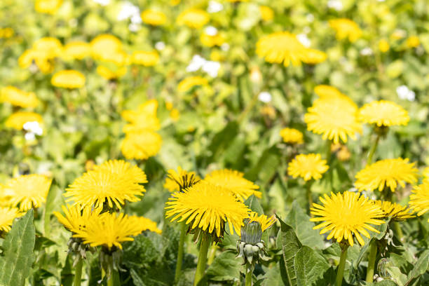 Yellow blooming dandelions on a spring meadow on a sunny day