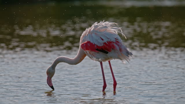 Slow motion pink flamingo wading in sunny lake